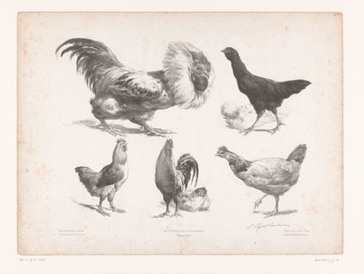 Études de différentes sortes de poules - Jules Joseph Augustin Laurens