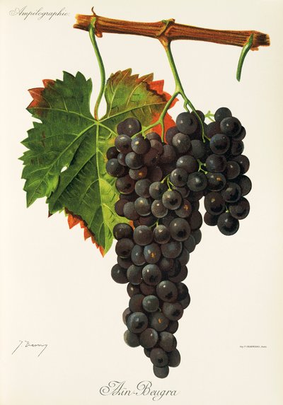 Raisin Ain Beugra - Jules Troncy