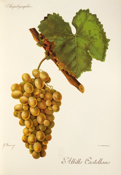 Raisin Albillo Castellano par J. Troncy - Jules Troncy