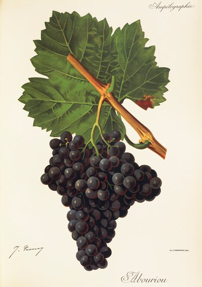 Raisin Albourion - Jules Troncy
