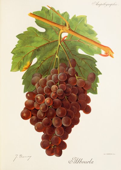 Raisin Albourla - Jules Troncy