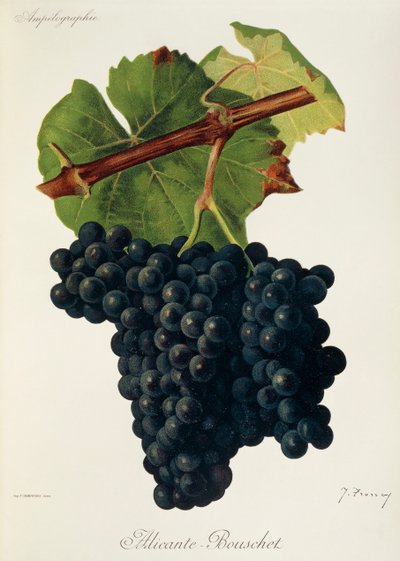 Raisin Alicante-Bouschet par J. Troncy - Jules Troncy