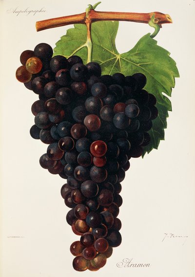 Raisin Aramon - Jules Troncy