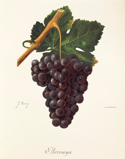 Raisin Arrouya par J. Troncy - Jules Troncy