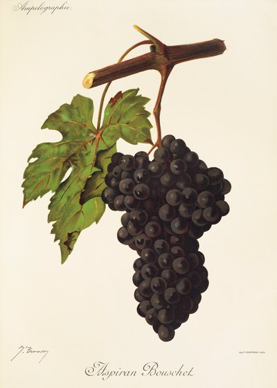 Raisin Aspiran Bouschet par J. Troncy - Jules Troncy