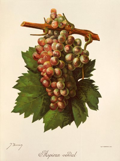 Raisin Aspiran Verdal - Jules Troncy