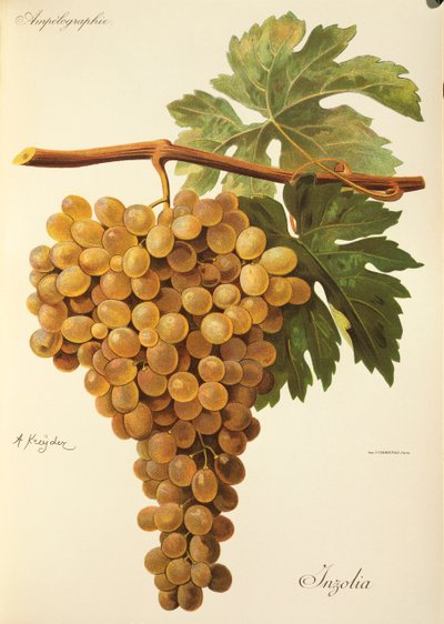 Raisin Aspiran par J. Troncy - Jules Troncy