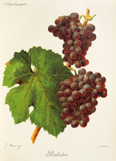 Raisin Bakator - Jules Troncy