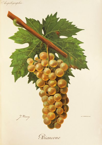 Biancone - Jules Troncy