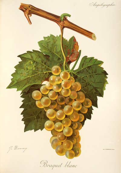 Braquet Blanc - Jules Troncy