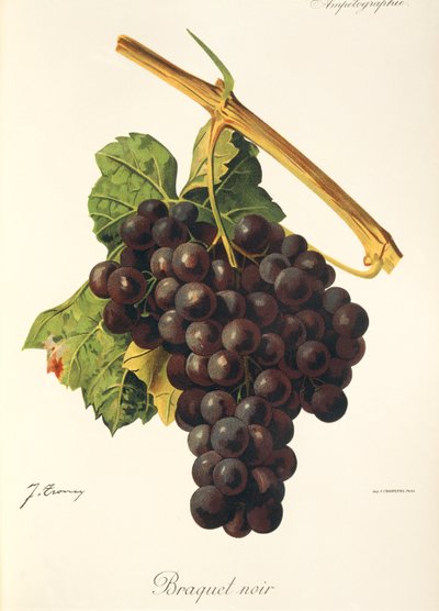 Braquet Noir - Jules Troncy