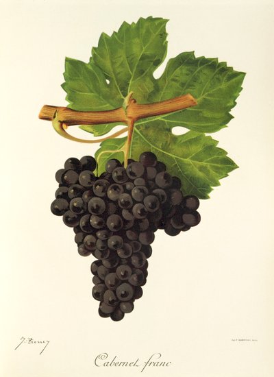 Cabernet Franc - Jules Troncy