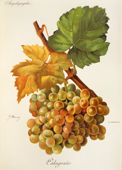 Raisin Calagrano par J. Troncy - Jules Troncy