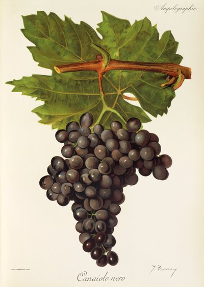 Canaiolo Nero - Jules Troncy