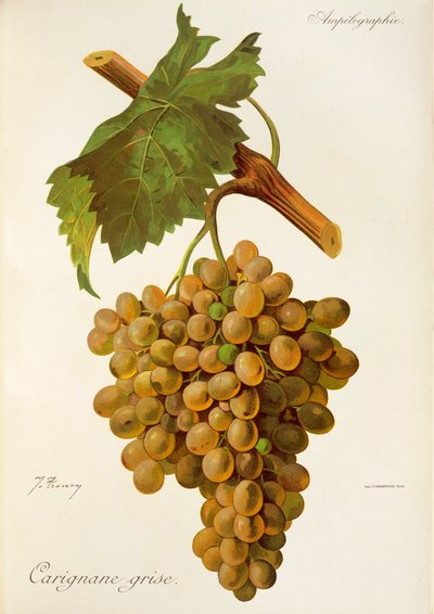 Raisin Carignane Grise par J. Troncy - Jules Troncy