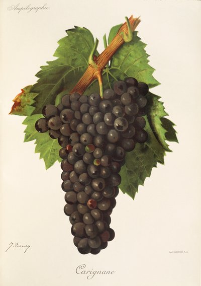 Carignane - Jules Troncy