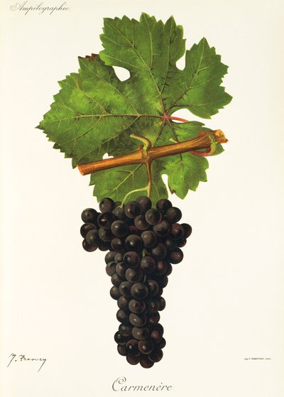 Raisin Carmenere - Jules Troncy