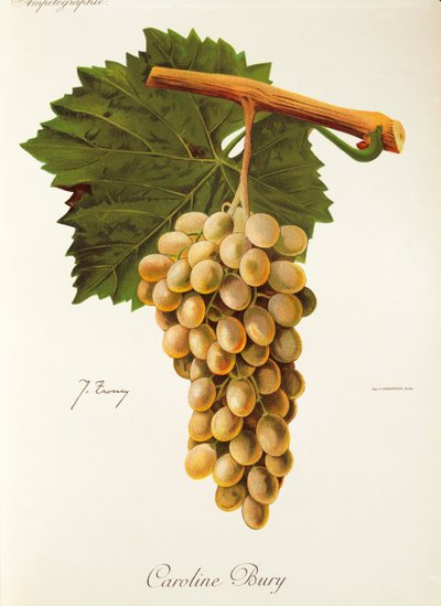 Raisin Caroline Bury par J. Troncy - Jules Troncy