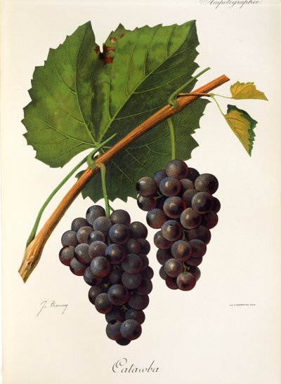 Raisin Catawba par J. Troncy - Jules Troncy