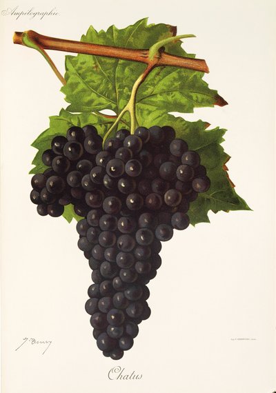 Raisin Chatus - Jules Troncy