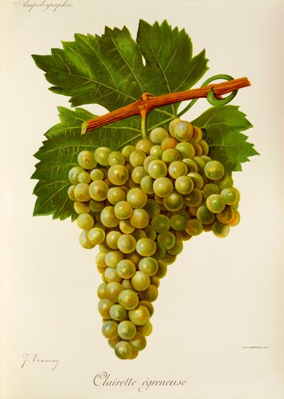 Raisin Clairette Egreneuse par J. Troncy - Jules Troncy