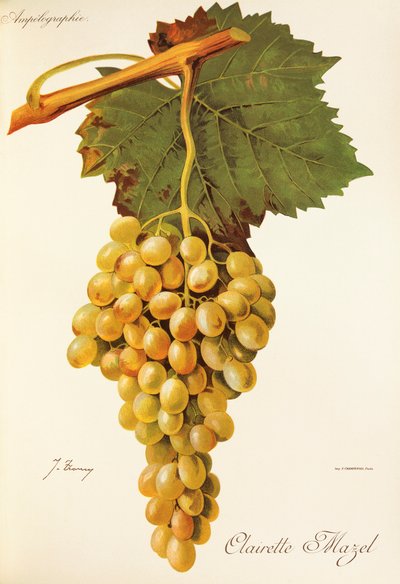 Clairette Mazel - Jules Troncy