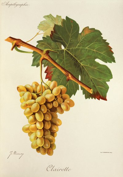 Clairette - Jules Troncy