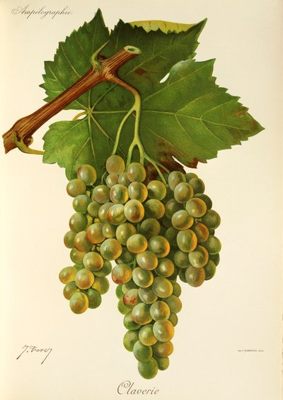 Raisin Claverie par J. Troncy - Jules Troncy