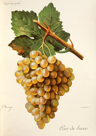 Raisin Coer de Bacco - Jules Troncy