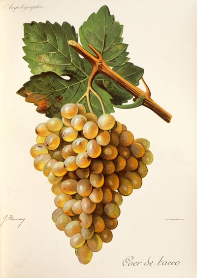Raisin Coer de Bacco, de Traité Général de Viticulture. Ampélographie - Jules Troncy