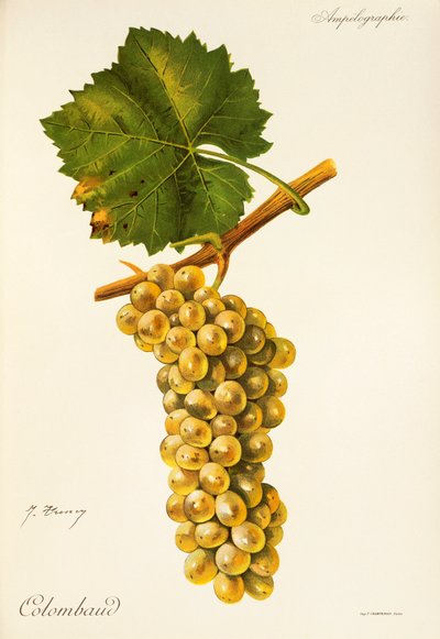 Raisin Colombaud - Jules Troncy