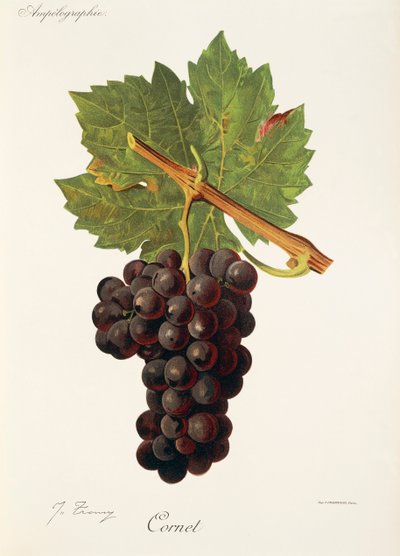 Raisin Cornet - Jules Troncy