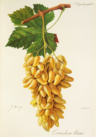 Cornichon Blanc - Jules Troncy