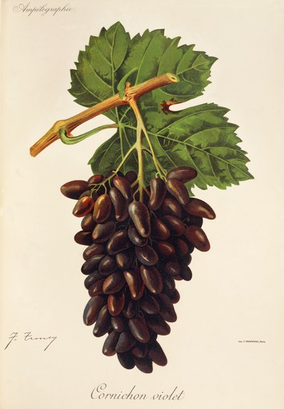 Cornichon Violet - Jules Troncy