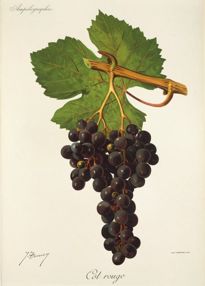 Raisin Cot Rouge par J. Troncy - Jules Troncy