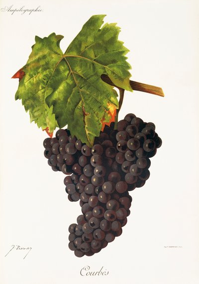 Raisin Courbes par J. Troncy - Jules Troncy
