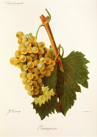 Raisin Cramposie - Jules Troncy