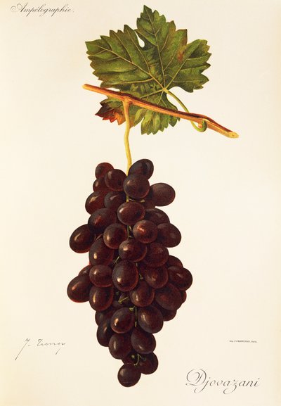Raisin Djovazani - Jules Troncy