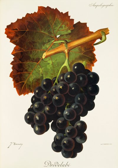 Raisin Drodelabi - Jules Troncy