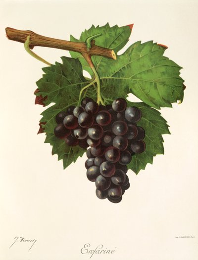 Raisin Enfariné par J. Troncy - Jules Troncy