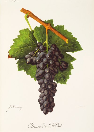 Raisin Etraire de l