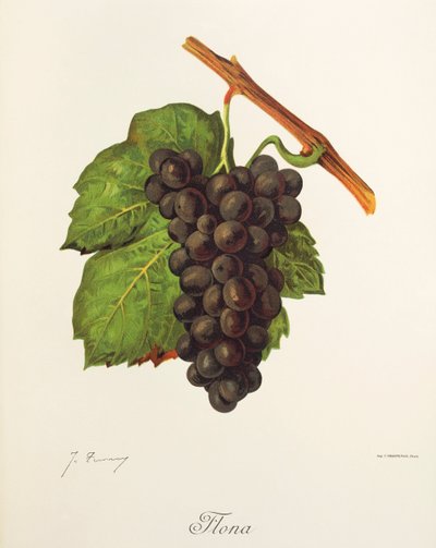 Flona - Jules Troncy