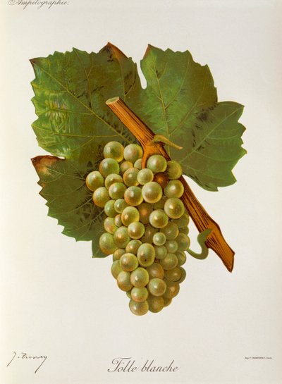 Raisin Folle Blanche - Jules Troncy