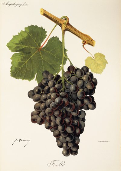 Raisin Fuella par J. Troncy - Jules Troncy