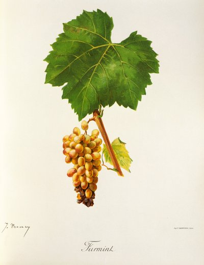 Raisin Furmint par J. Troncy - Jules Troncy