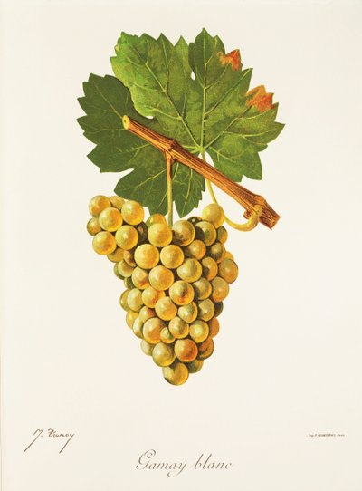Raisin Gamay Blanc - Jules Troncy