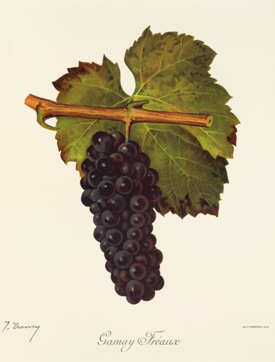 Raisin Gamay Freaux par J. Troncy - Jules Troncy