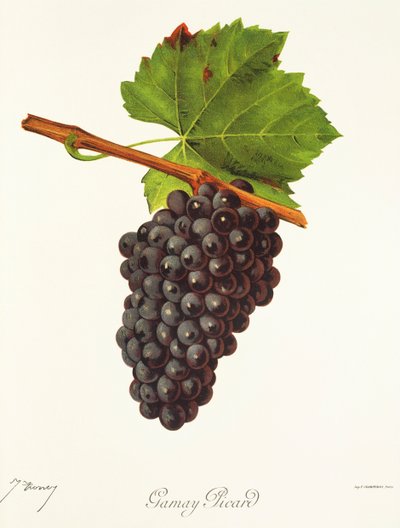 Raisin Gamay Picard par J. Troncy - Jules Troncy