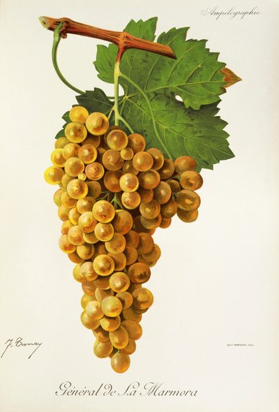 Raisin Général de la Marmora - Jules Troncy