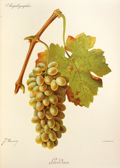 Raisin Gordan - Jules Troncy